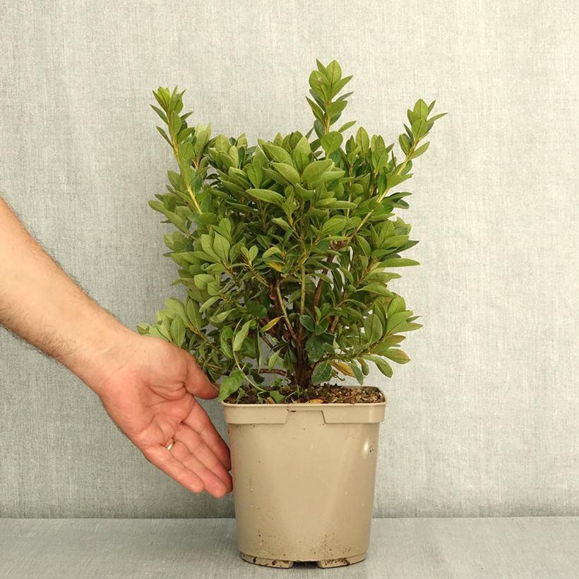 Amostra de Azálea Japonesa Greenway Vaso de 3 L/4 L tal como entregue no verão