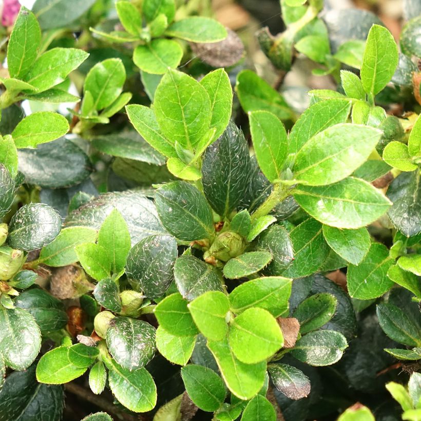 Azálea Japonesa Haru No Sono (Folhagem)