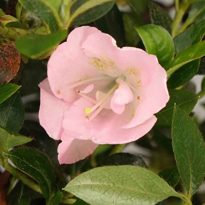 Azálea Japonesa Haru No Sono (Floração)