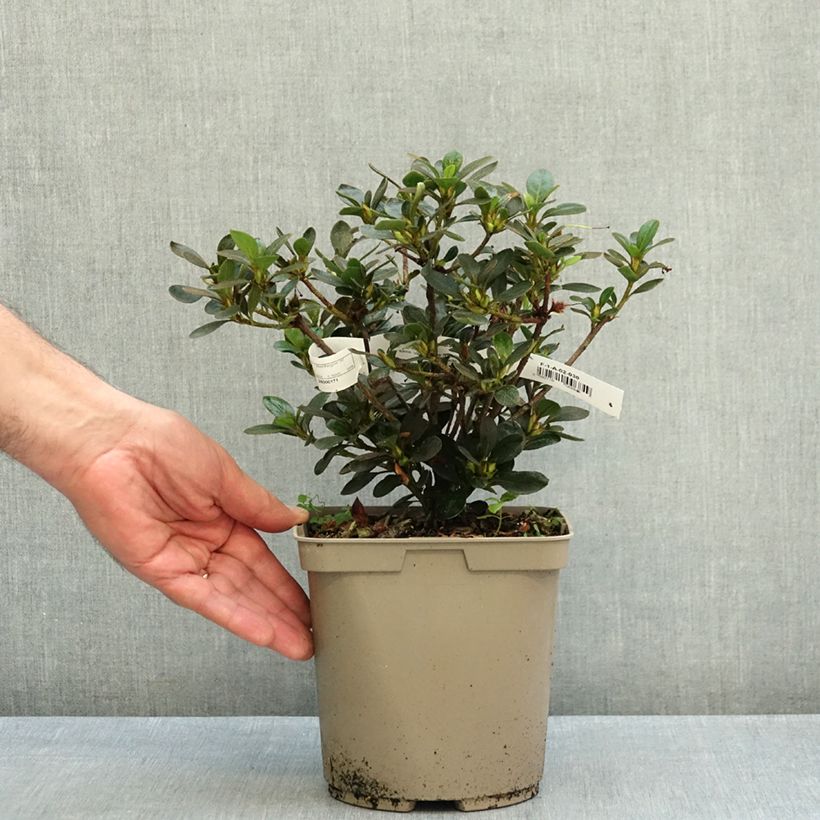 Amostra de Azálea Japonesa Haru No Sono Vaso de 3 L/4 L tal como entregue no outono