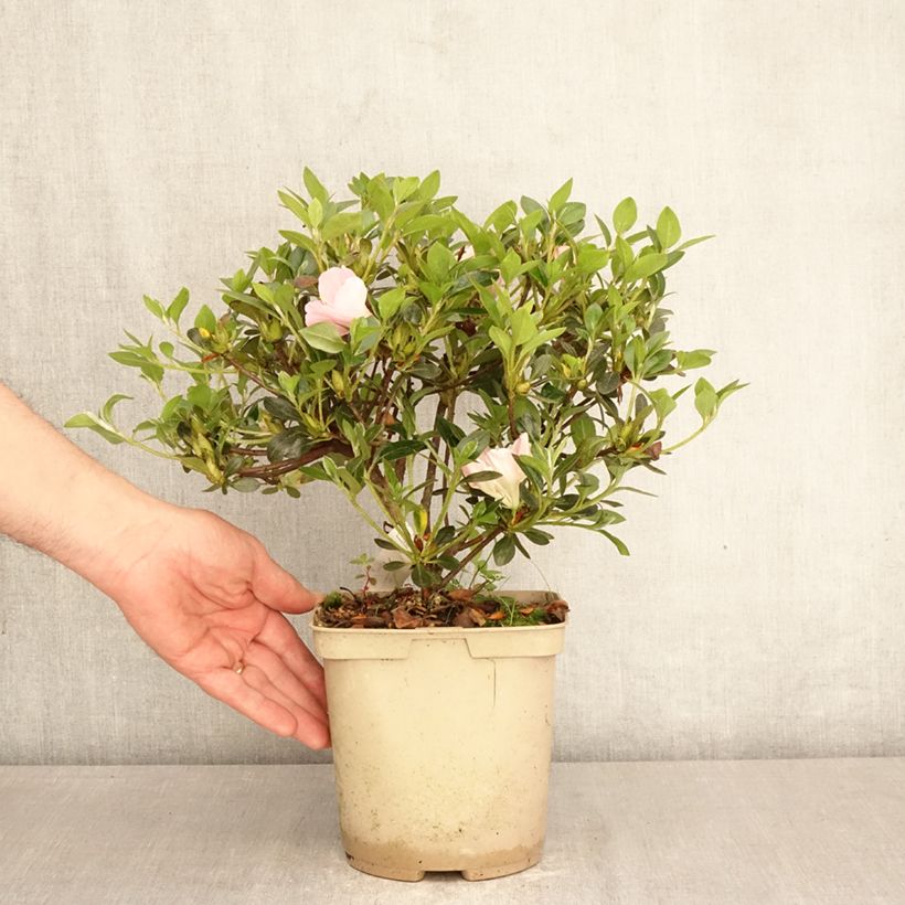 Amostra de Azálea Japonesa Haru No Sono Vaso de 3 L/4 L tal como entregue na primavera