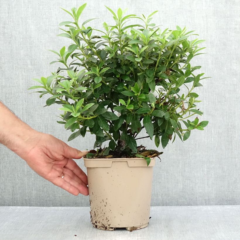 Amostra de Azálea Japonesa Ho Oden Vaso de 2 L/3 L tal como entregue no verão