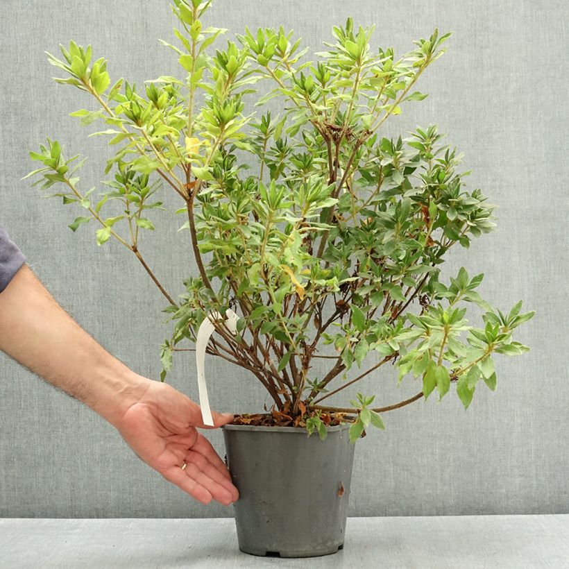 Amostra de Azálea Japonesa Koromo Shikibu White Vaso de 3 L/4 L tal como entregue no verão