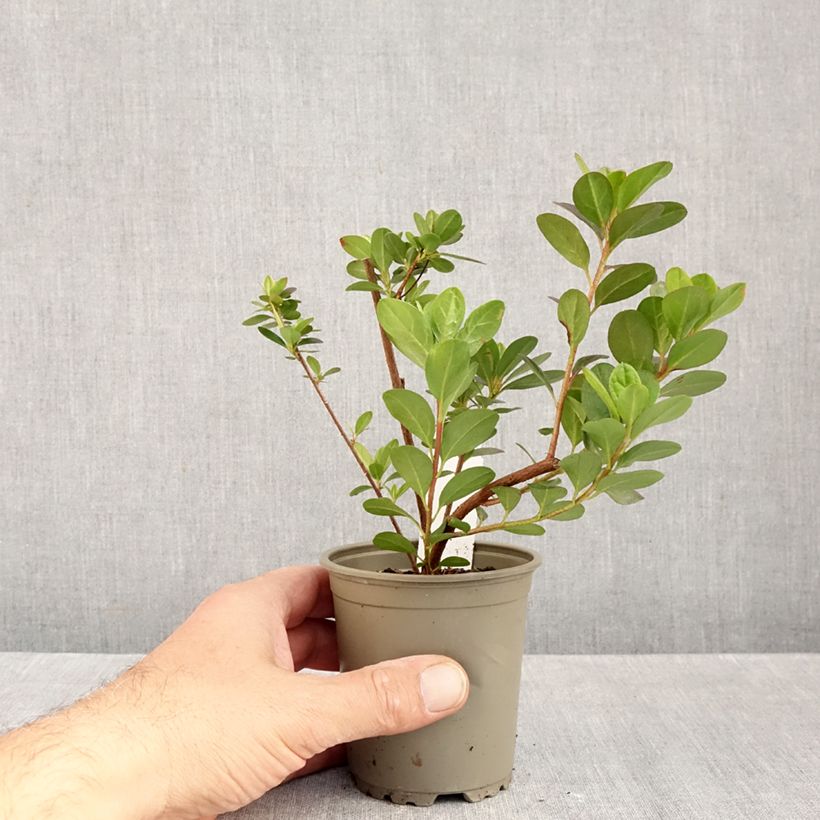 Amostra de Azálea Japonesa Moederdag Vaso de 8/9 cm tal como entregue no outono