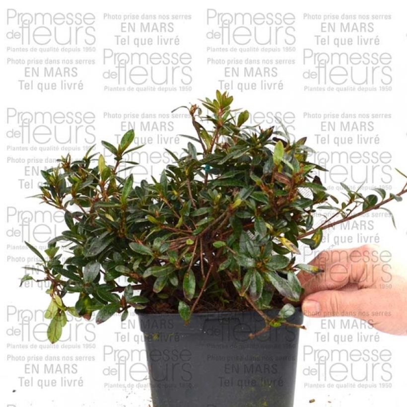 Exemplo de amostra de Azalée du Japon Nakaharai Orange - Azalea japonica Pot de 2L/3L tal como entregue