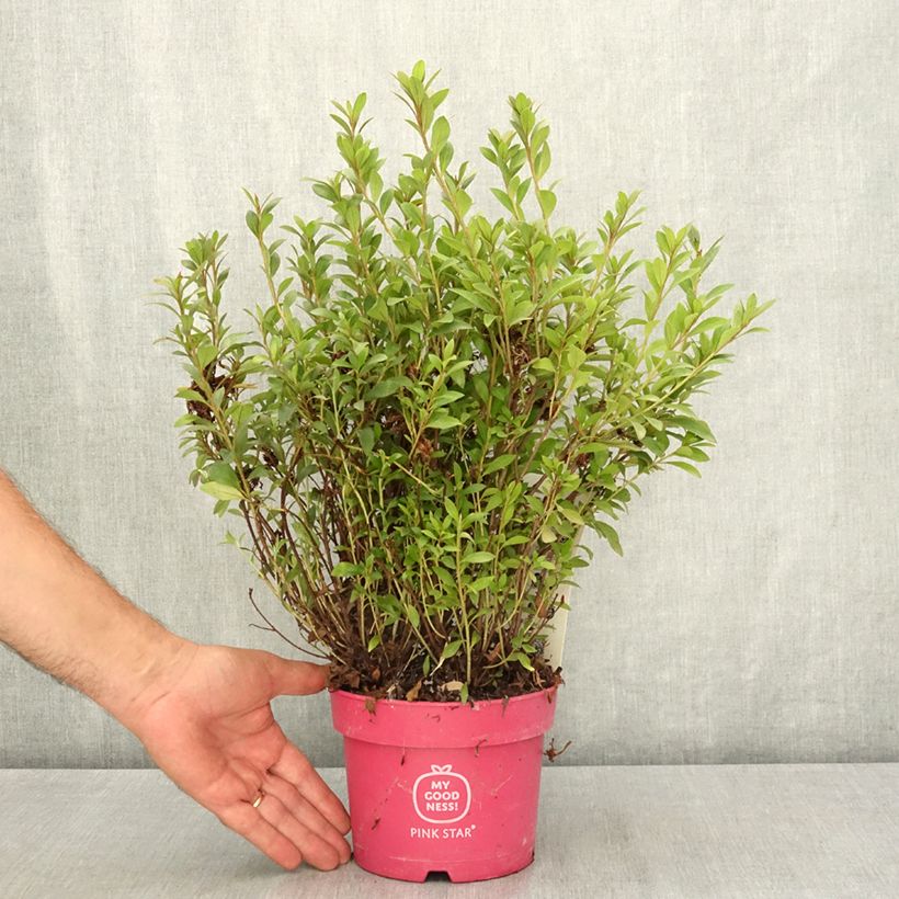 Amostra de Azálea Japonesa Pink Star Vaso de 2 L/3 L tal como entregue no verão