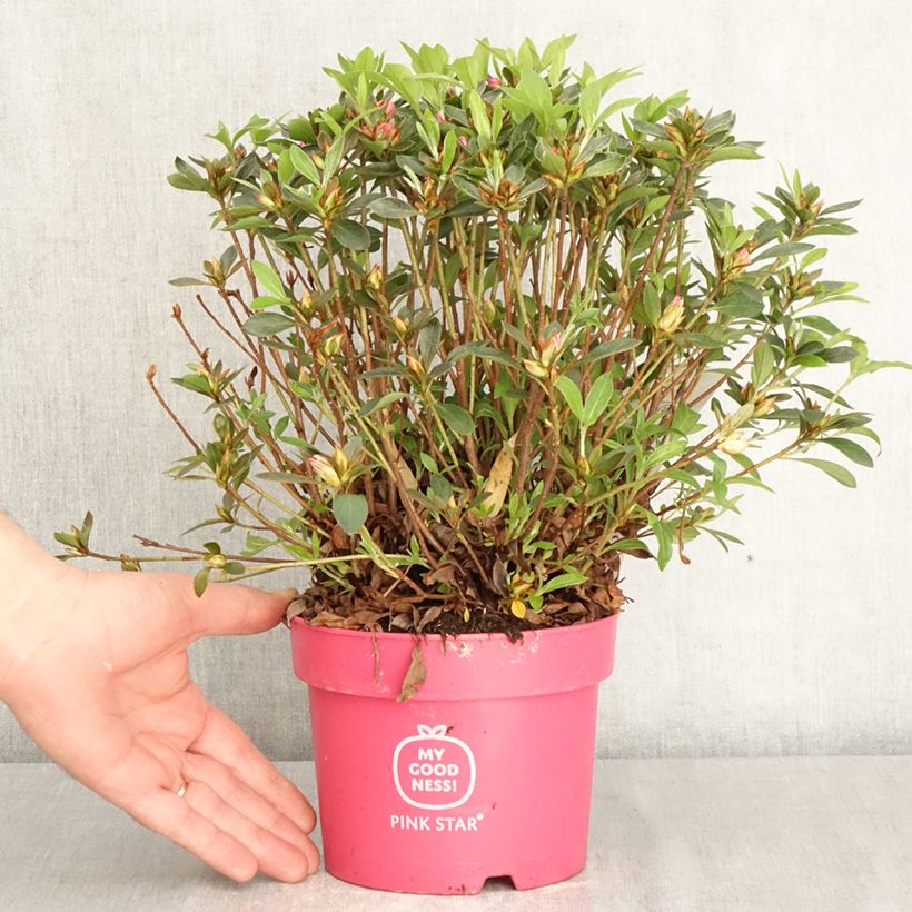 Amostra de Azálea Japonesa Pink Star Vaso de 2 L/3 L tal como entregue na primavera