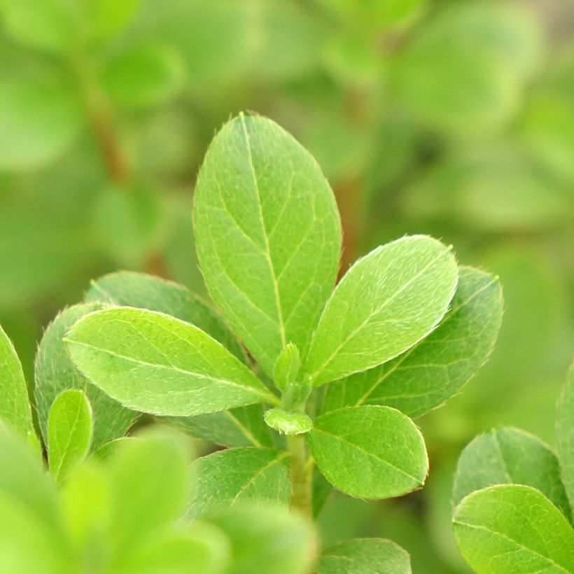 Azálea Japonesa Purple Splendor (Folhagem)