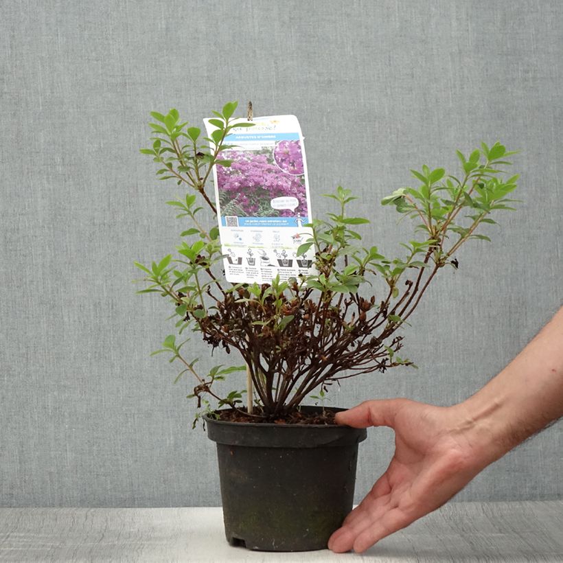 Amostra de Azálea Japonesa Purple Splendor Vaso de 2 L/3 L tal como entregue no verão