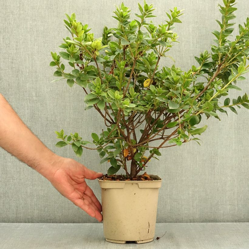 Amostra de Azálea Japonesa Rêve de Lilas Vaso de 3 L/4 L tal como entregue no verão
