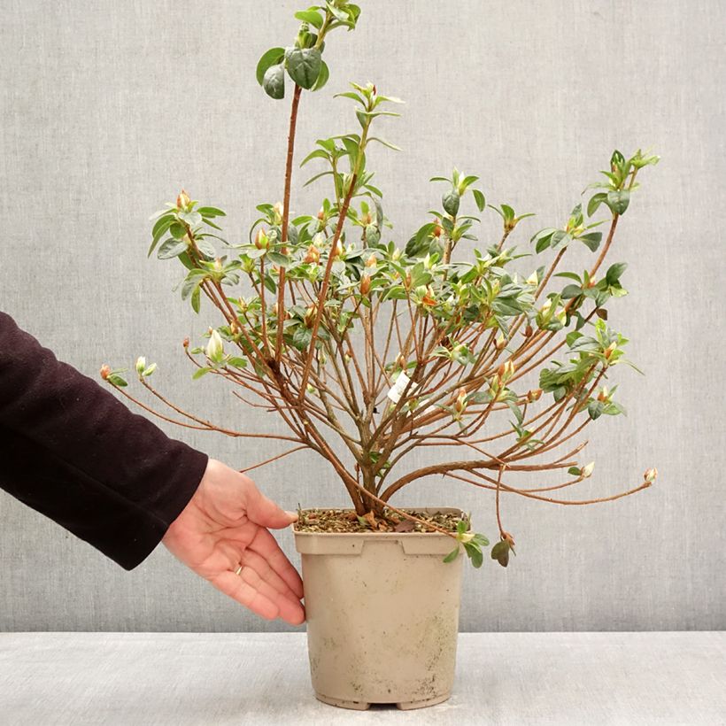 Amostra de Azálea Japonesa Rêve de Lilas Vaso de 3 L/4 L tal como entregue na primavera