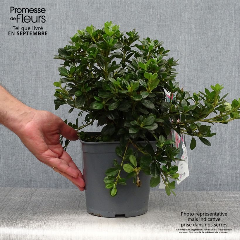 Amostra de Azálea Japonesa Sachsenstern Vaso de 3 L/4 L tal como entregue no outono