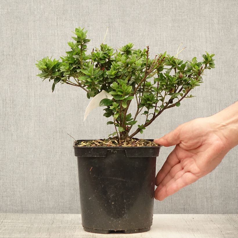 Amostra de Azálea Japonesa Sachsenstern Vaso de 3 L/4 L tal como entregue no verão