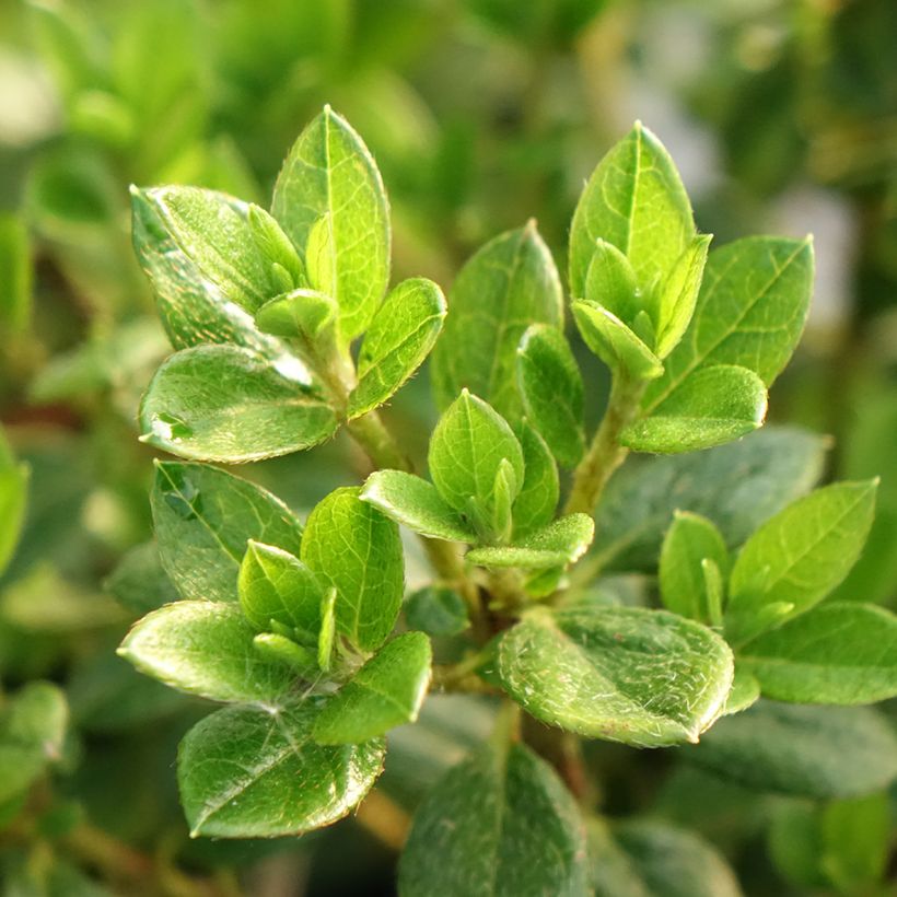 Azálea Japonesa Sachsenstern (Folhagem)