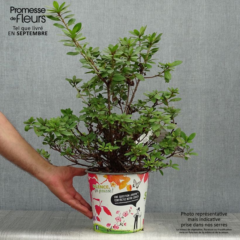 Amostra de Azálea Japonesa Vuyk's Rosyred Vaso de 4 L/5 L tal como entregue no outono