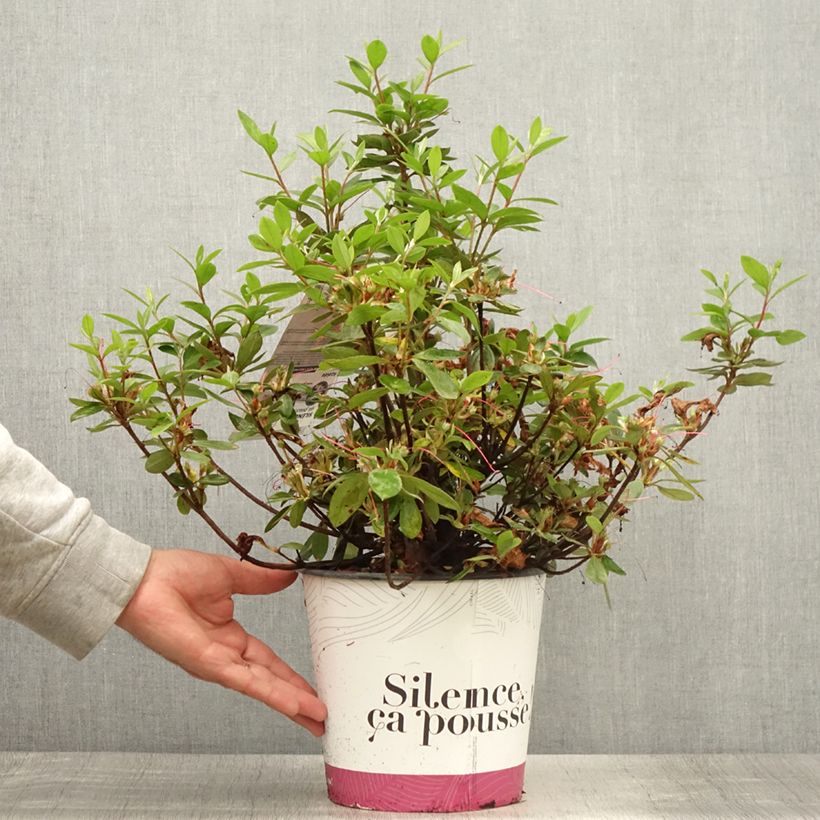 Amostra de Azálea Japonesa Vuyk's Rosyred Vaso de 4 L/5 L tal como entregue no verão