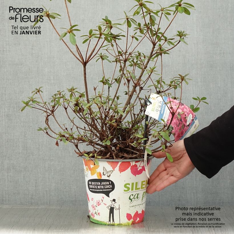 Amostra de Azalée du Japon Vuyk's Rosyred - Rhododendron hybride. Vaso de 4 L/5 L tal como entregue no inverno