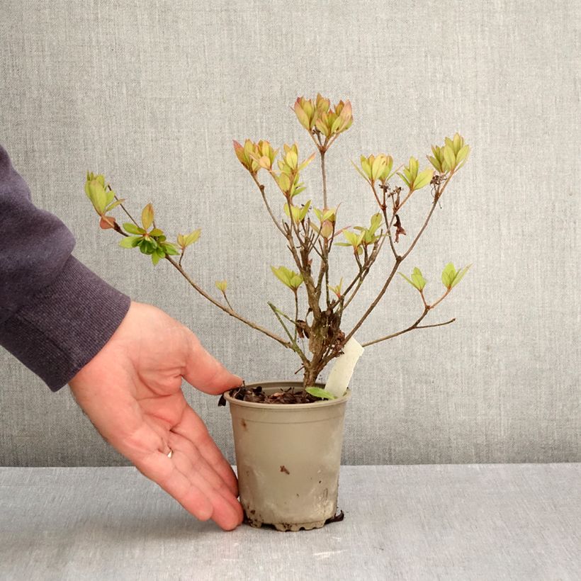 Amostra de Azálea Japonesa Vuyk's Rosyred Vaso de 8/9 cm tal como entregue no outono