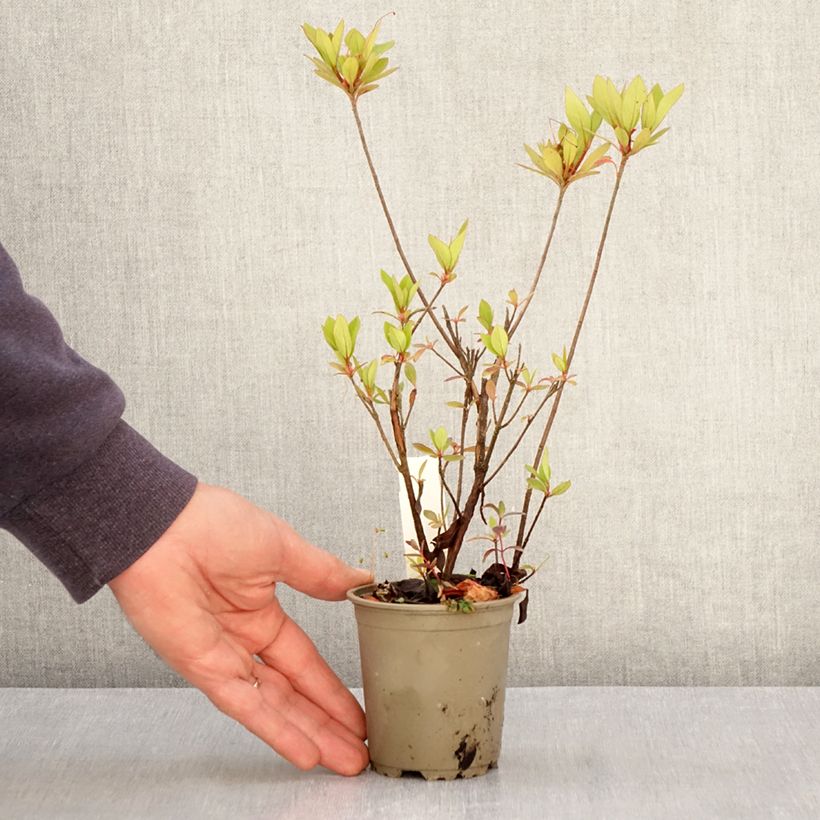 Amostra de Azalée du Japon Vuyk's Rosyred - Rhododendron hybride. Vaso de 8/9 cm tal como entregue na primavera