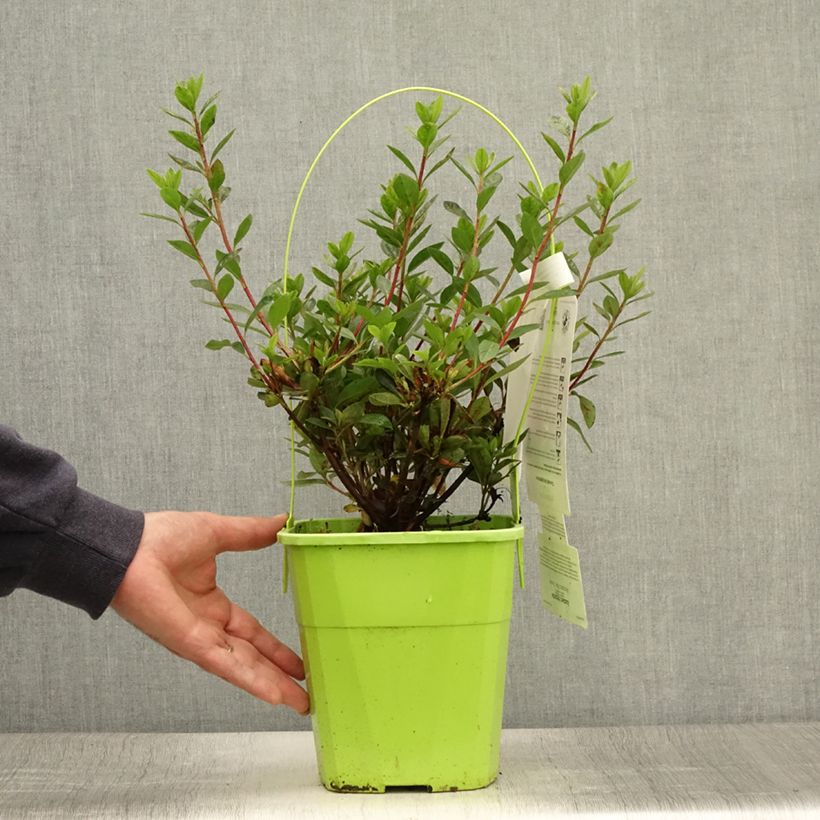 Amostra de Azálea Japonesa ENCORE Autumn Fire Vaso de 3 L/4 L tal como entregue no verão