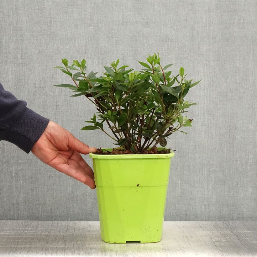 Amostra de Azálea Japonesa ENCORE Autumn Fire Vaso de 3 L/4 L tal como entregue na primavera