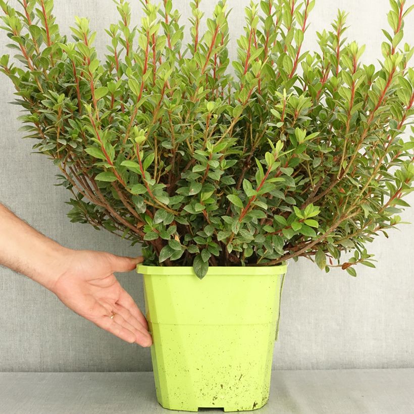 Amostra de Azálea Japonesa ENCORE Empress Vaso de 7,5 L/10 L tal como entregue no verão