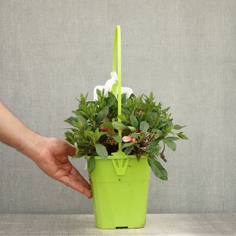 Amostra de Azálea Japonesa ENCORE Sunburst Vaso de 3 L/4 L tal como entregue no verão