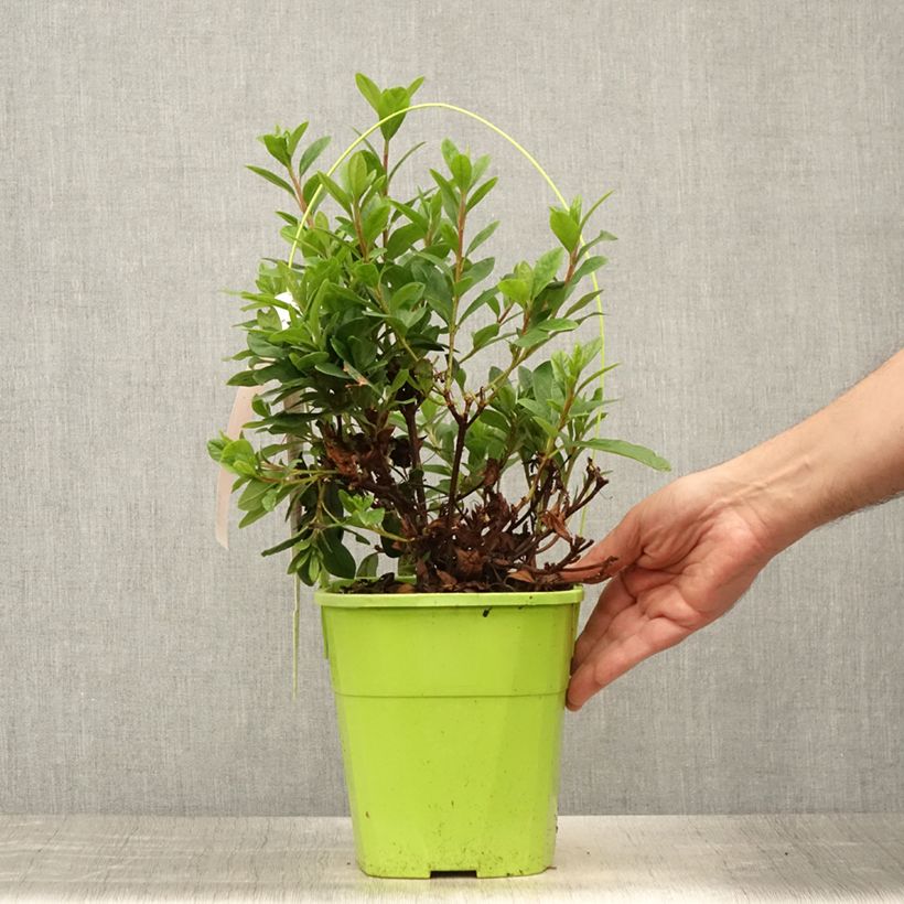 Amostra de Azálea Japonesa ENCORE Sunset Vaso de 3 L/4 L tal como entregue no verão