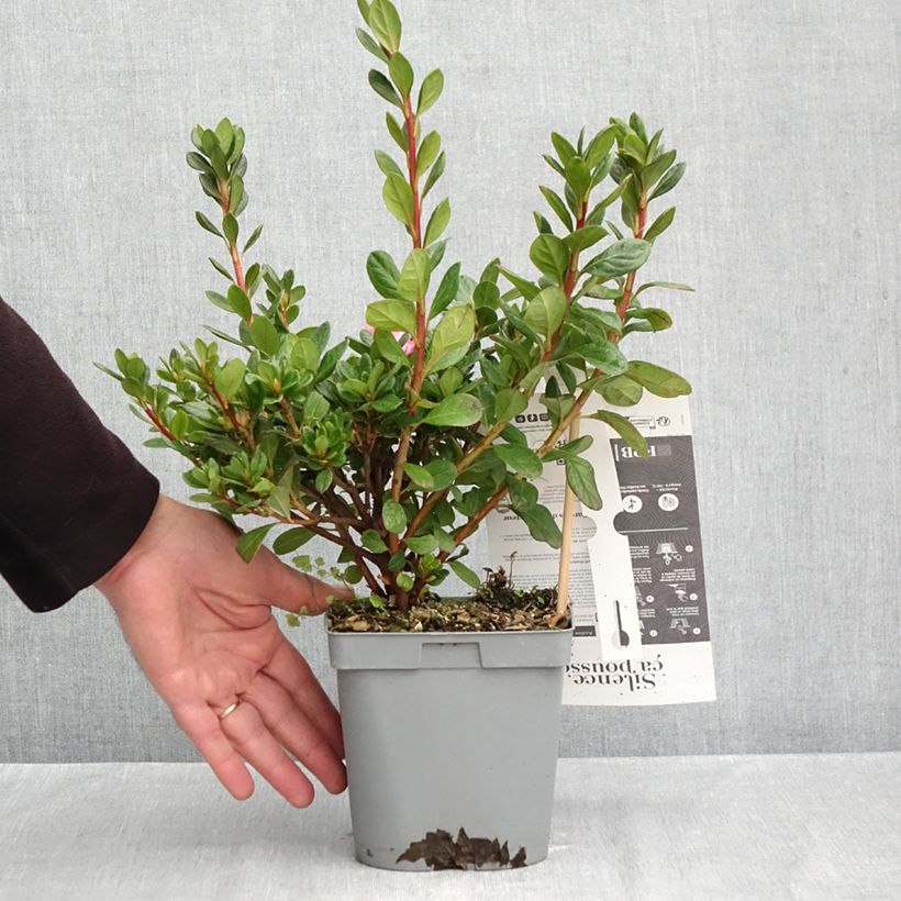 Amostra de Azalée hybride Repetita Pink - Azalée remontante Pot de 2L/3L tal como entregue no outono