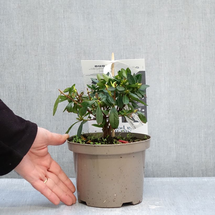 Amostra de Azalée hybride REPETITA Red - Azalée remontante Pot de 2L/3L tal como entregue no inverno