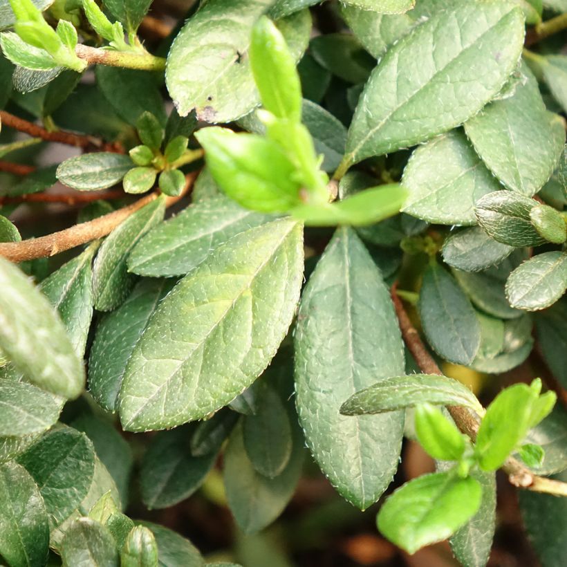 Azálea Japonesa Repetita White (Folhagem)