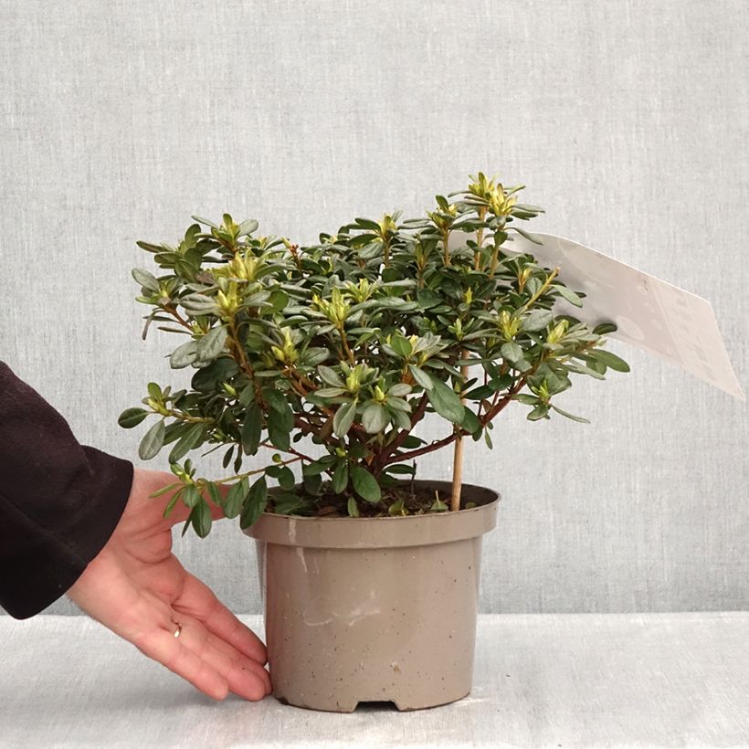 Amostra de Azálea Japonesa Repetita White Vaso de 2 L/3 L tal como entregue no inverno