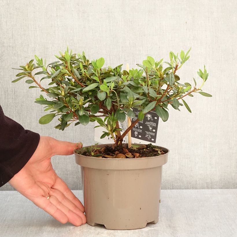 Amostra de Azálea Japonesa Repetita White Vaso de 2 L/3 L tal como entregue na primavera