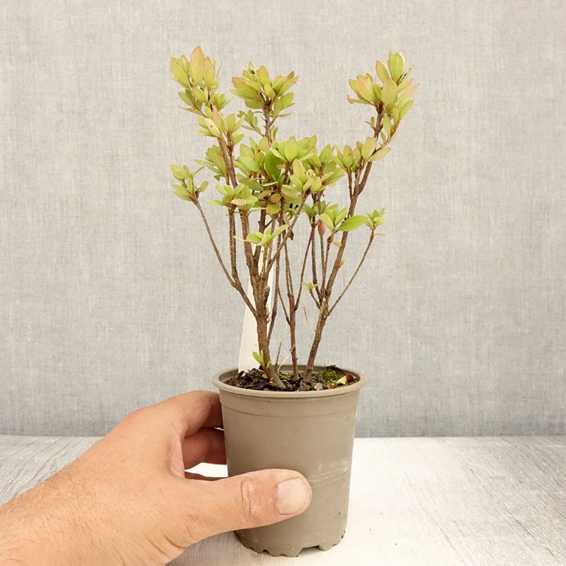 Amostra de Azálea Japonesa Arabesk Vaso de 8/9 cm tal como entregue no verão