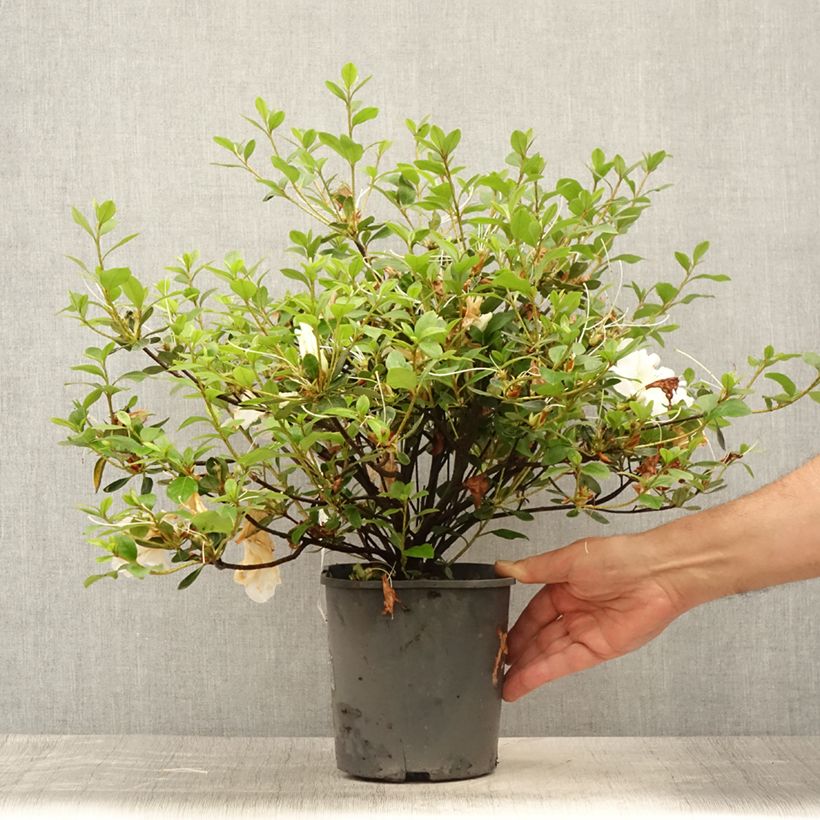 Amostra de Azálea Japonesa Dorothy Heiden Vaso de 2 L/3 L tal como entregue no verão