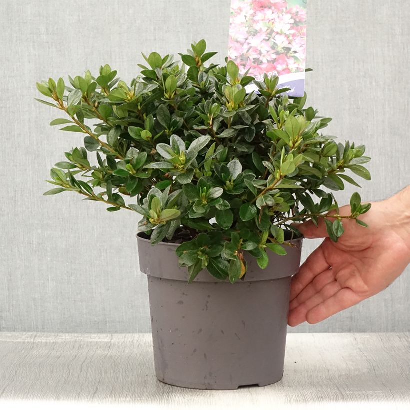 Amostra de Azálea Japonesa Izumi no Mai Vaso de 3 L/4 L tal como entregue no verão