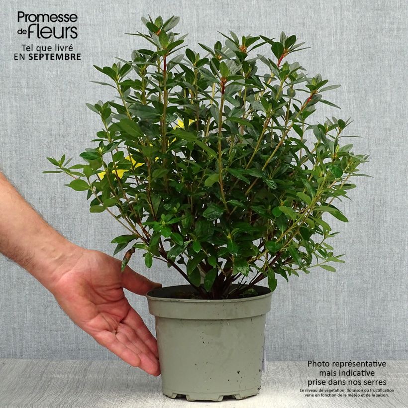 Amostra de Azalée japonaise - Azalea japonica Madame Galle Pot de 2L/3L tal como entregue no outono