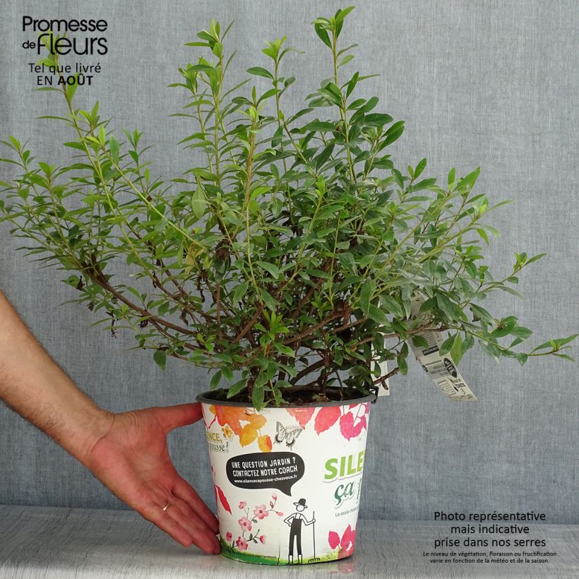 Amostra de Azálea Japonesa Purple Splendor Vaso de 4 L/5 L tal como entregue no verão