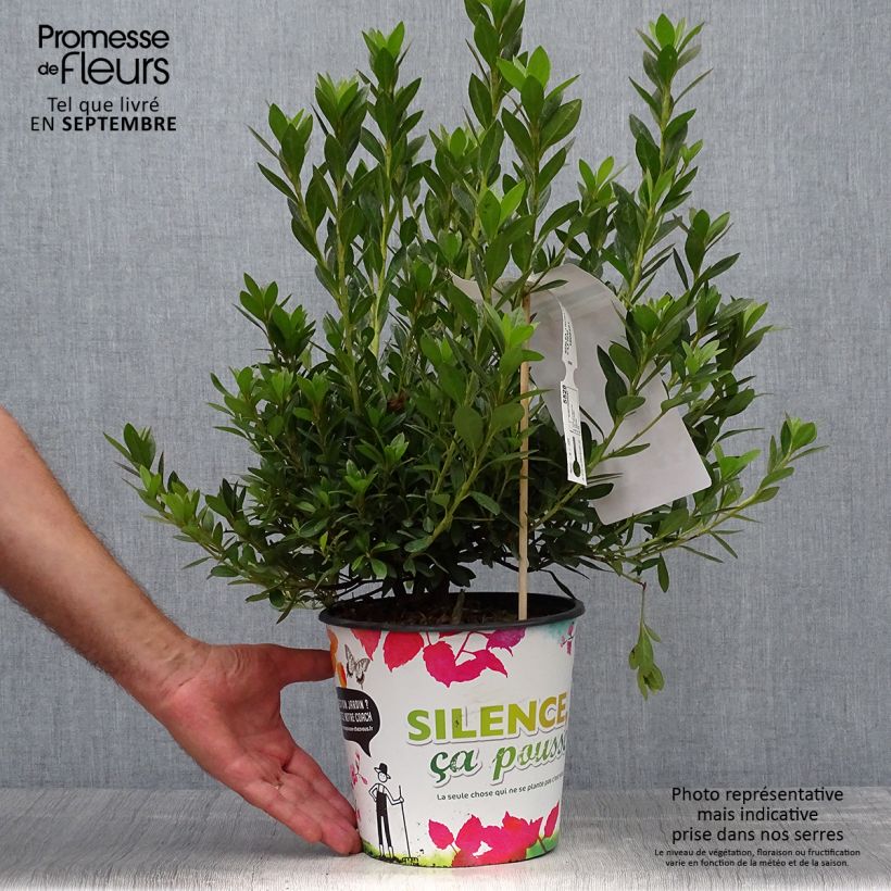 Amostra de Azálea Japonesa Rosa King Vaso de 4 L/5 L tal como entregue no outono