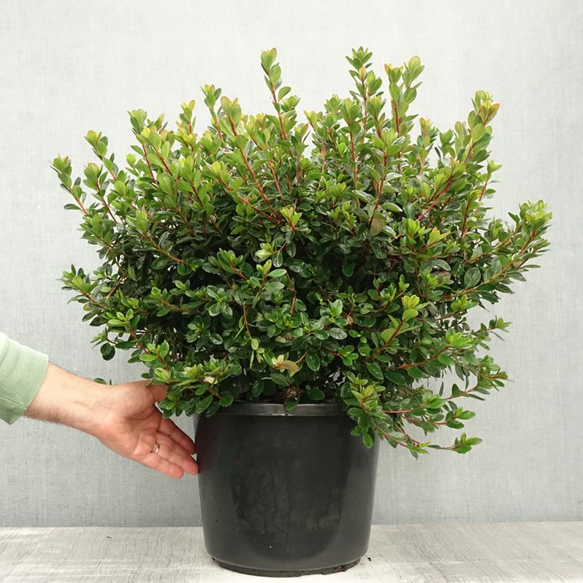 Amostra de Azálea Japonesa Stewartstonian Vaso de 12 L/15 L tal como entregue no verão