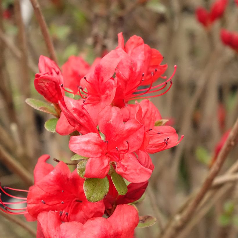 Azálea Japonesa Stewartstonian (Floração)