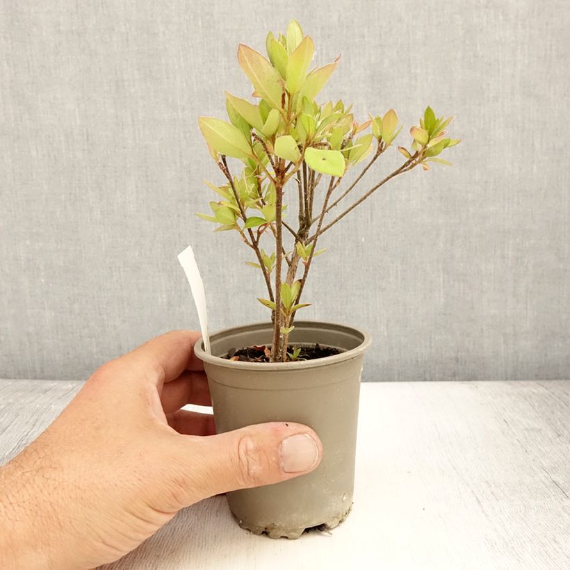 Amostra de Azálea Japonesa Vuyk's Scarlet Vaso de 8/9 cm tal como entregue no verão