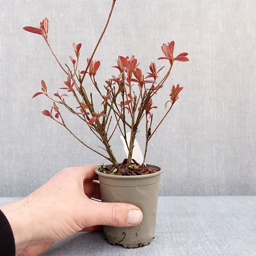 Amostra de Azalée du Japon Vuyk's Scarlet - Rhododendron hybride. Vaso de 8/9 cm tal como entregue no inverno