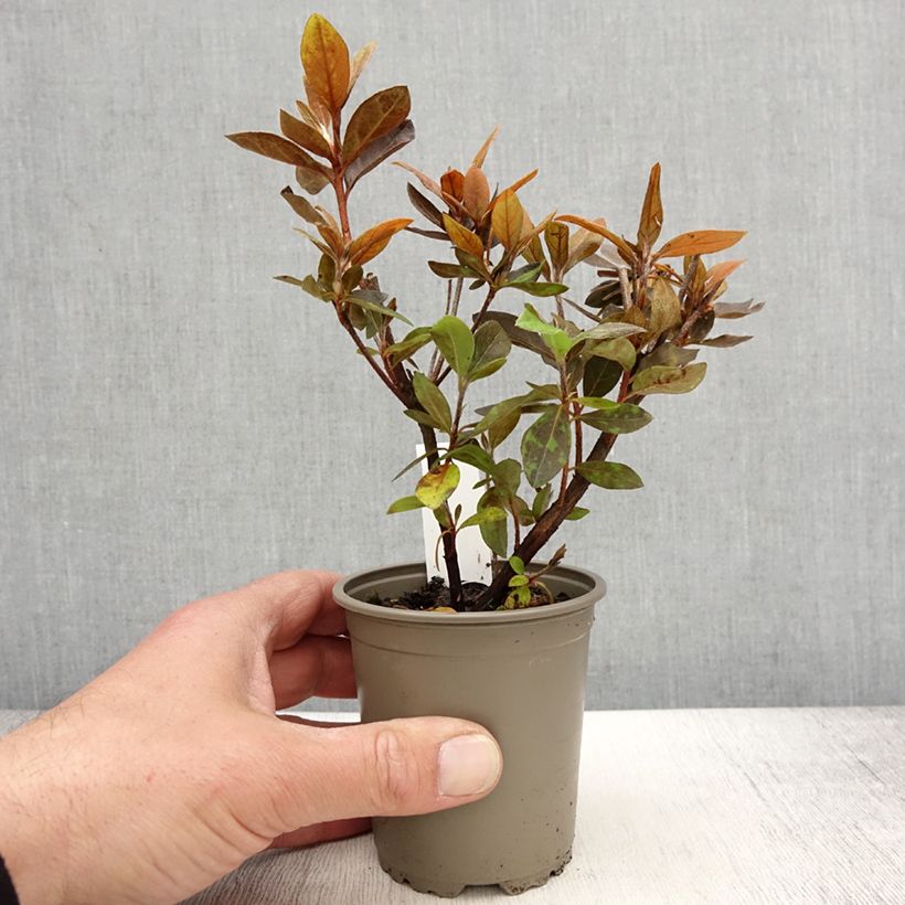 Amostra de Azálea Japonesa Vuyk's Scarlet Vaso de 8/9 cm tal como entregue na primavera