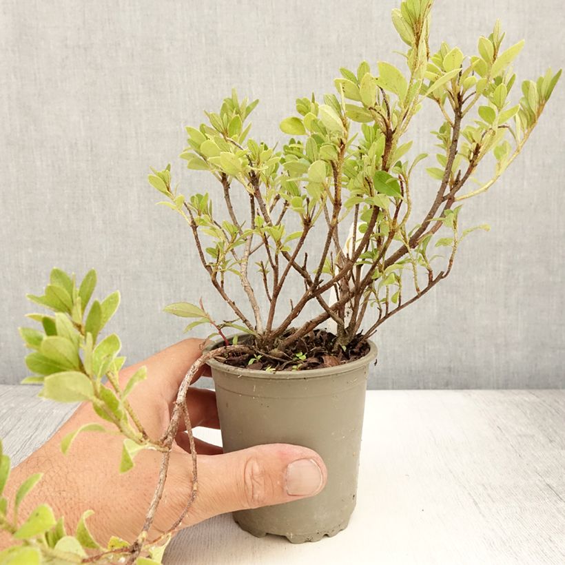 Amostra de Azálea Japonesa Blaauw's Pink Vaso de 8/9 cm tal como entregue no verão
