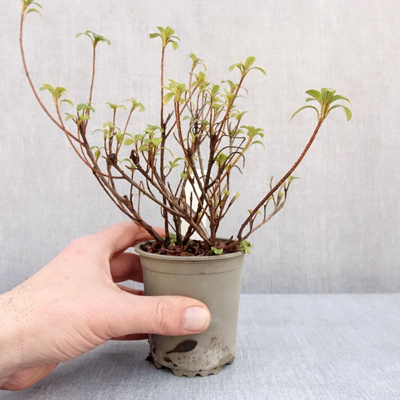 Amostra de Azálea Japonesa Blaauw's Pink Vaso de 8/9 cm tal como entregue no inverno