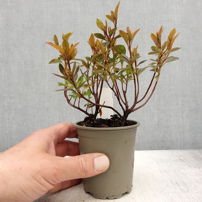 Amostra de Azálea Japonesa Blaauw's Pink Vaso de 8/9 cm tal como entregue na primavera