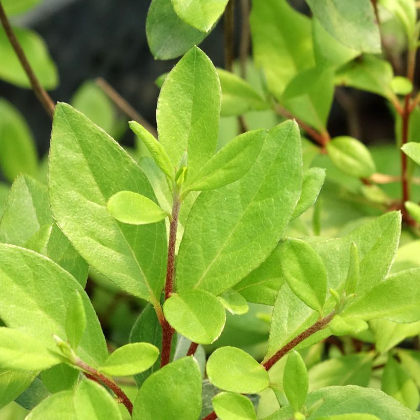 Azálea Japonesa Gilbert Mullie (Folhagem)