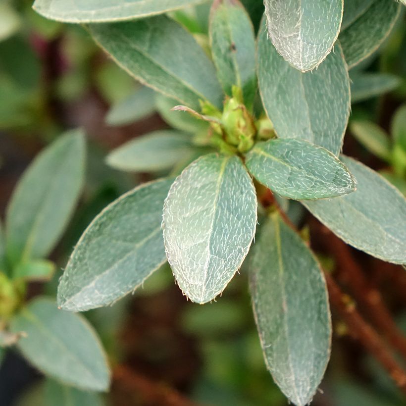 Azálea Japonesa Mme Van Hecke (Folhagem)