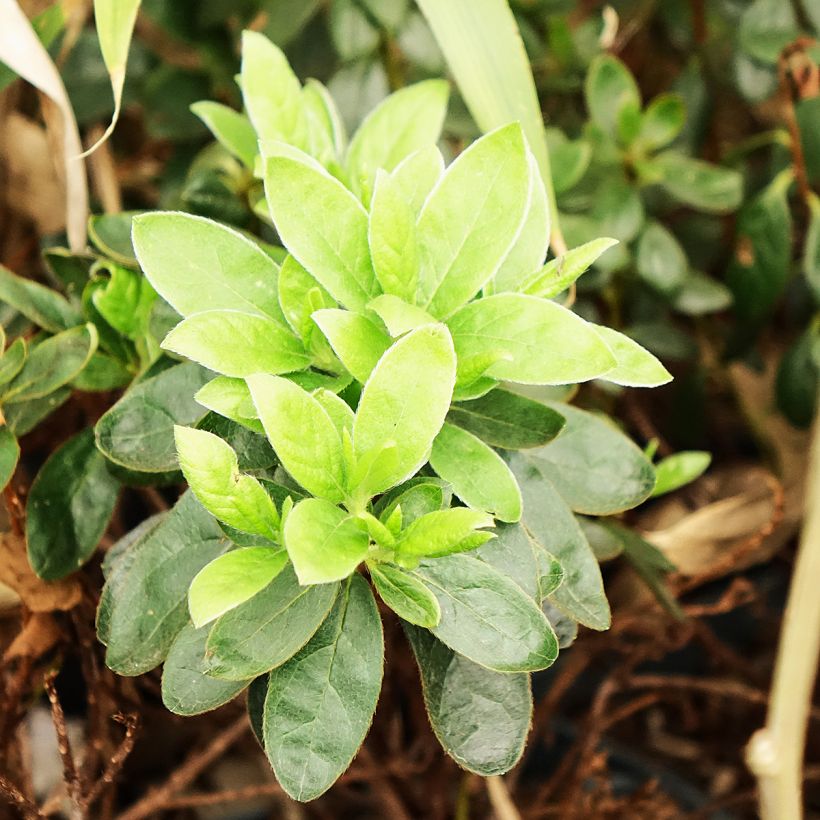 Azálea Japonesa Orange Beauty (Folhagem)